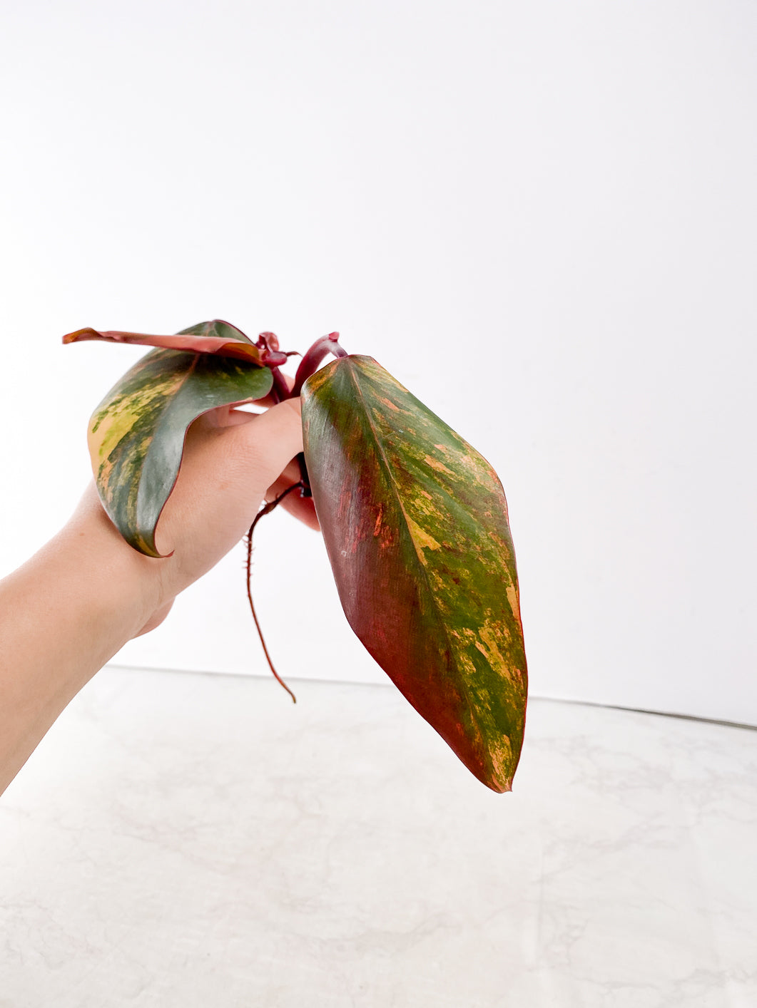 Philodendron Strawberry Shake  3 leaves 1 new leaf