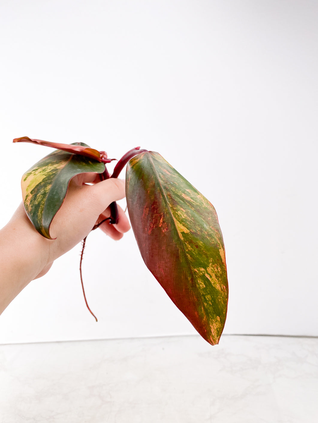 Philodendron Strawberry Shake  3 leaves 1 new leaf