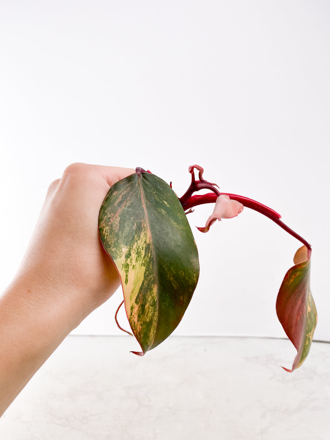 Philodendron Strawberry Shake  3 leaves 1 new leaf