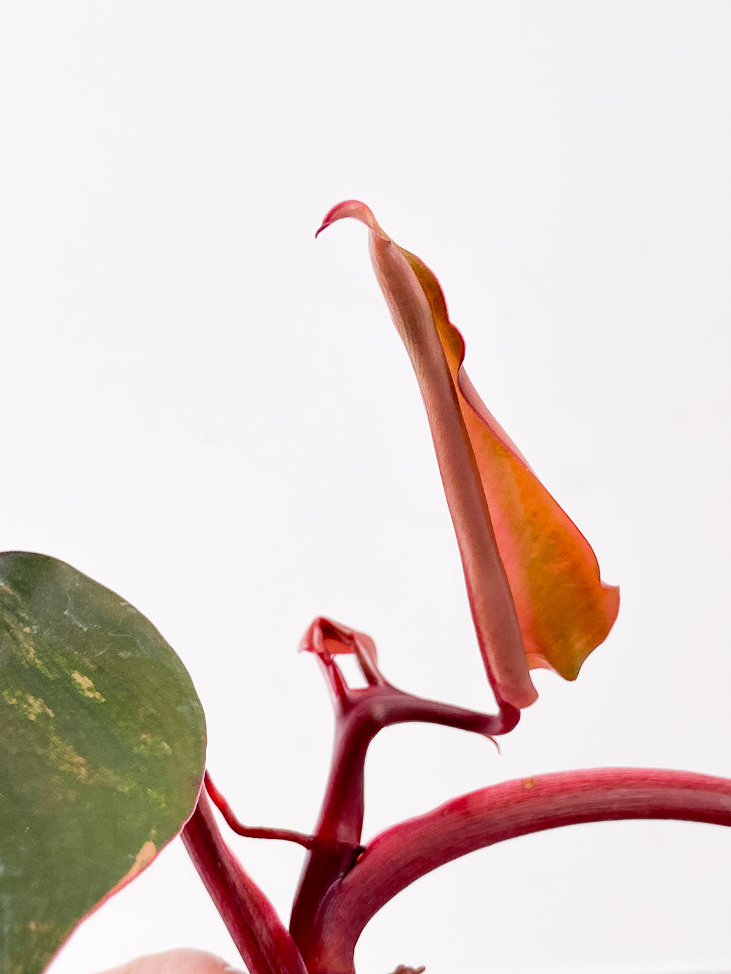 Philodendron Strawberry Shake  3 leaves 1 new leaf