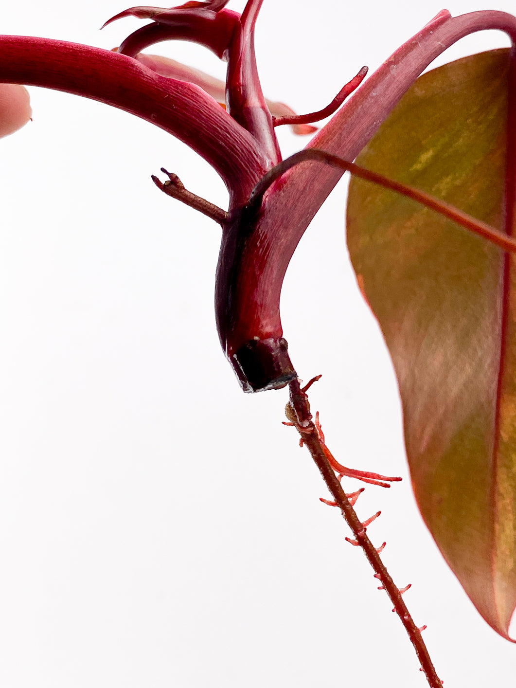 Philodendron Strawberry Shake  3 leaves 1 new leaf