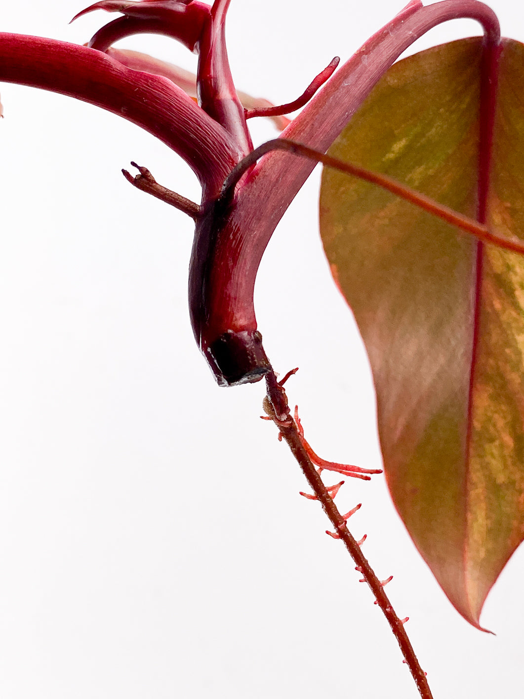 Philodendron Strawberry Shake  3 leaves 1 new leaf