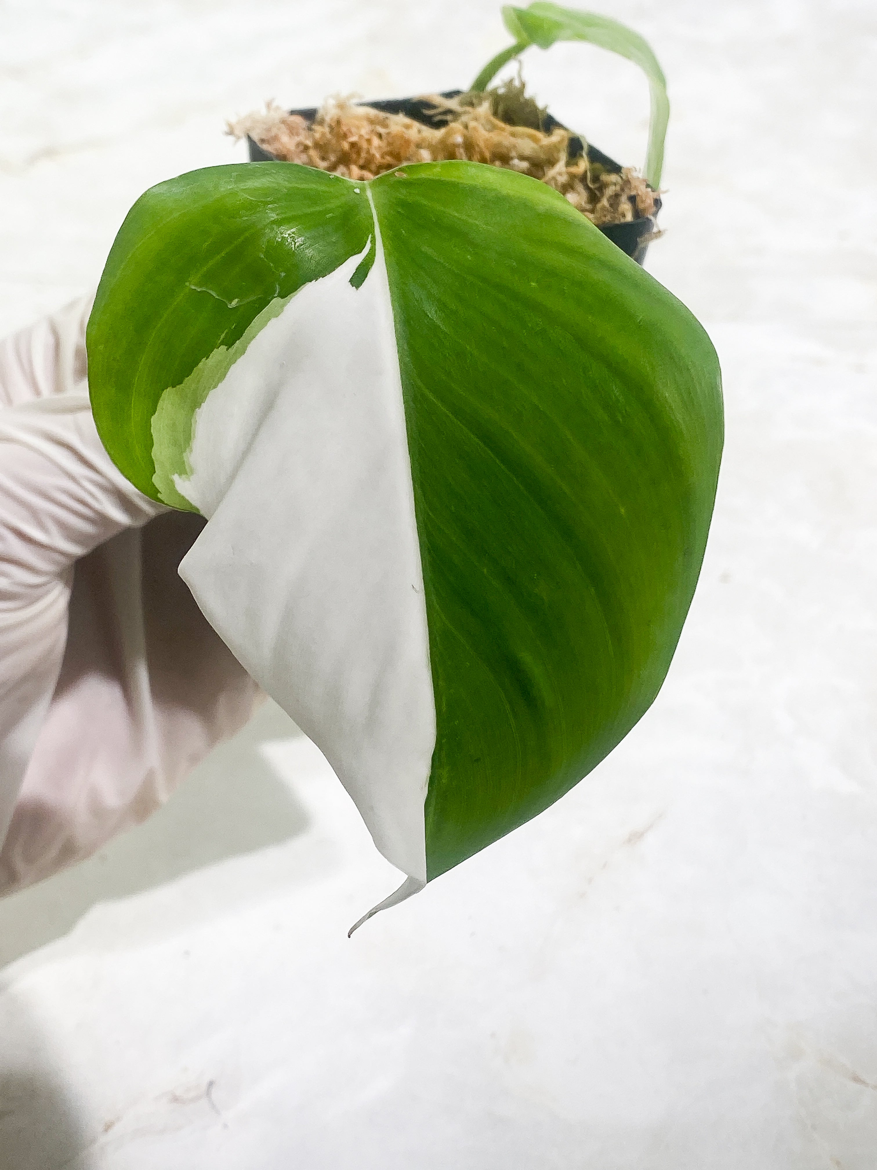 Philodendron White Princess Rooting 2 leaves  1 sprout Top Cutting