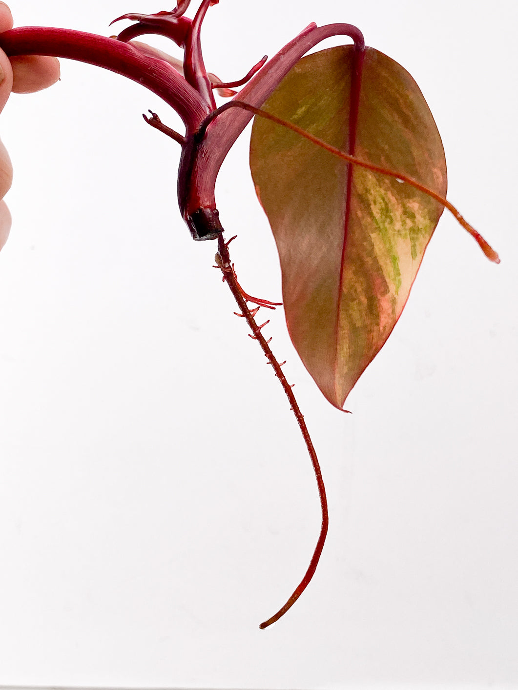 Philodendron Strawberry Shake  3 leaves 1 new leaf