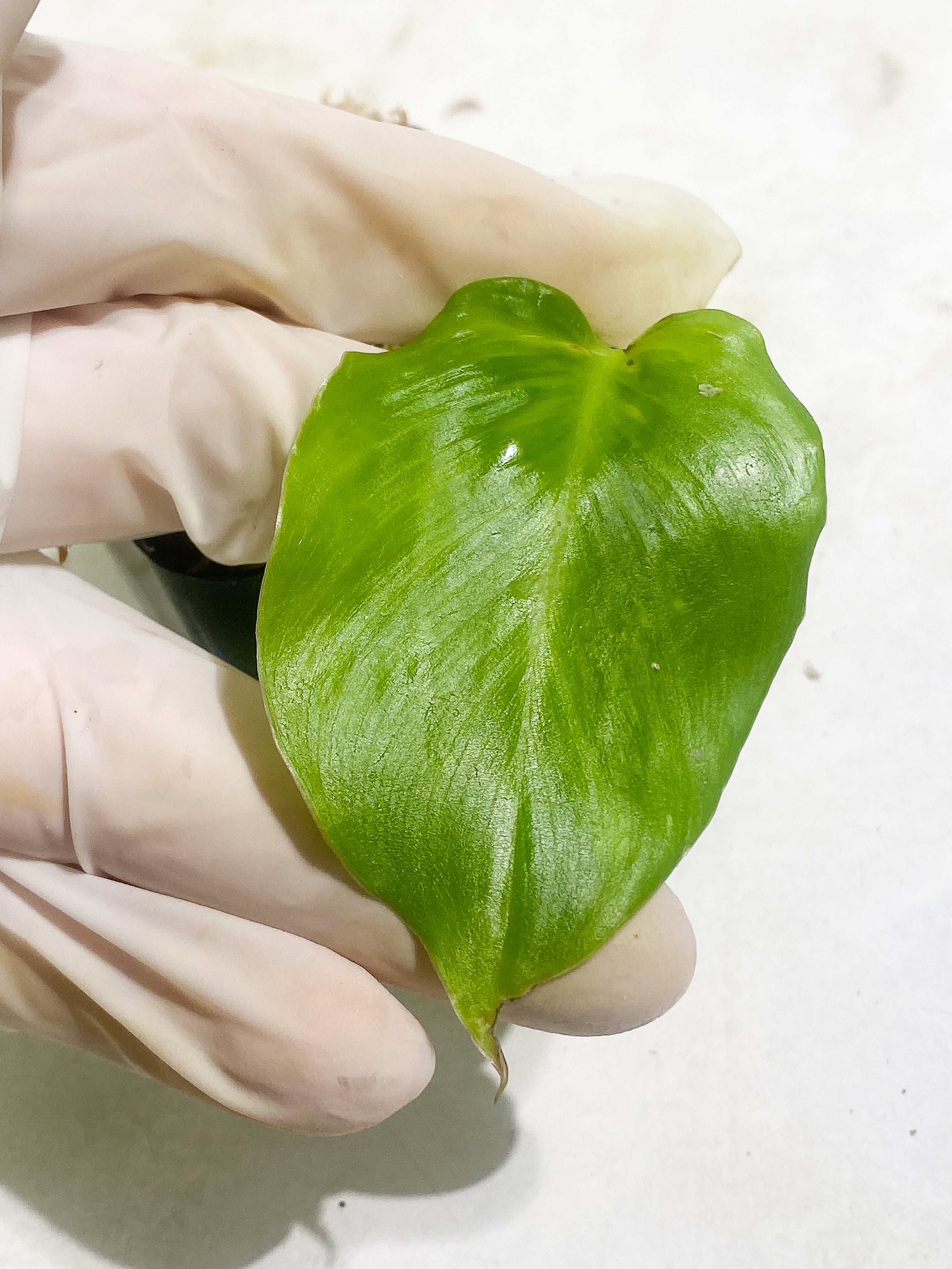 Philodendron White Princess Rooting 2 leaves  1 sprout Top Cutting