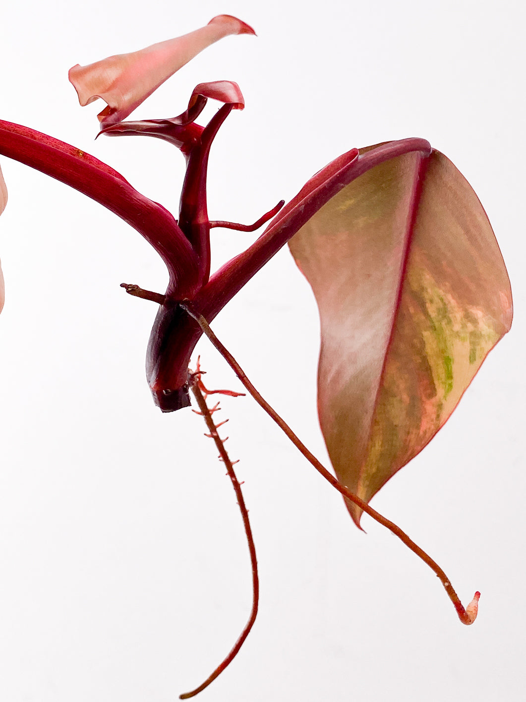 Philodendron Strawberry Shake  3 leaves 1 new leaf