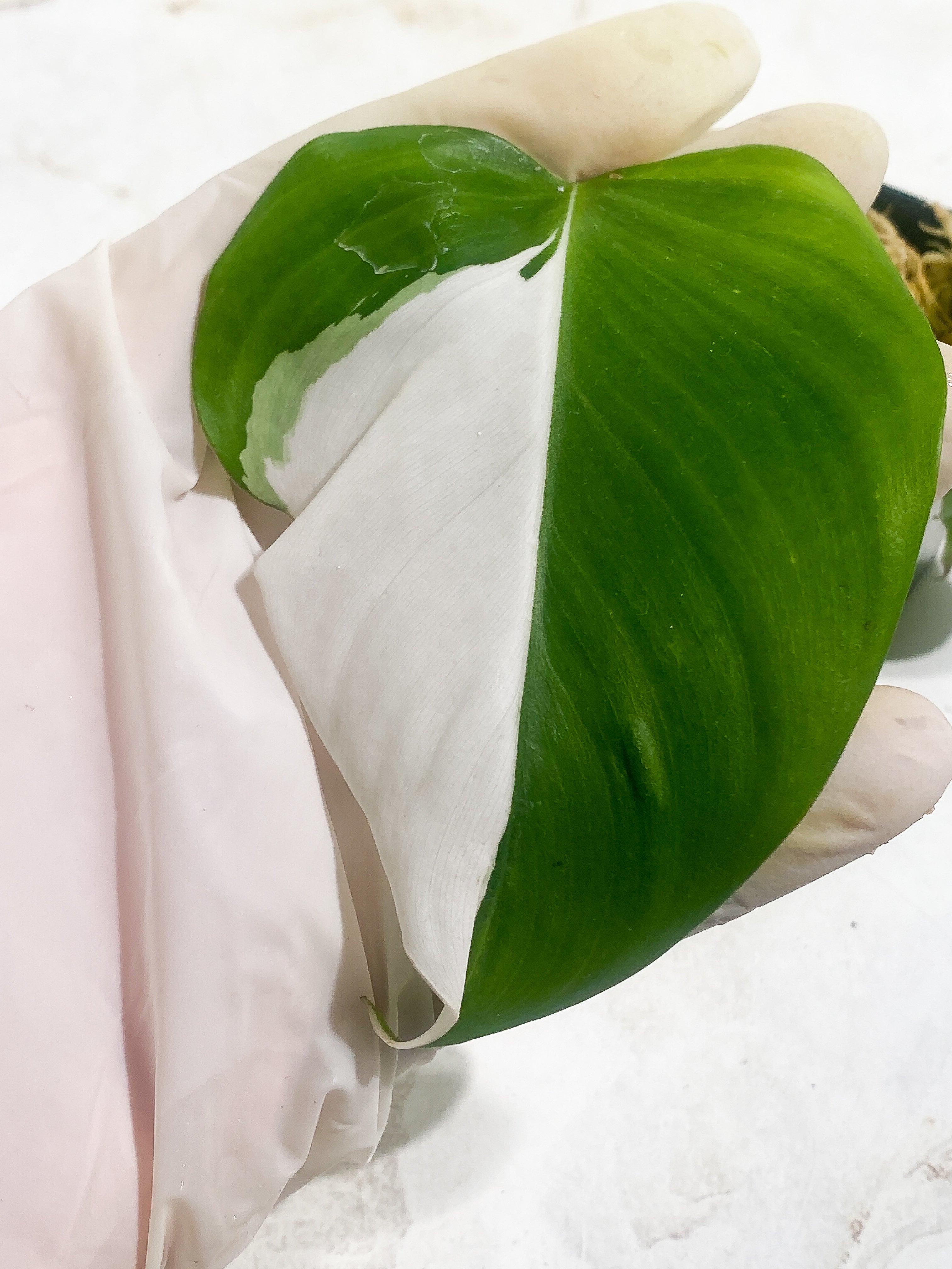 Philodendron White Princess Rooting 2 leaves  1 sprout Top Cutting