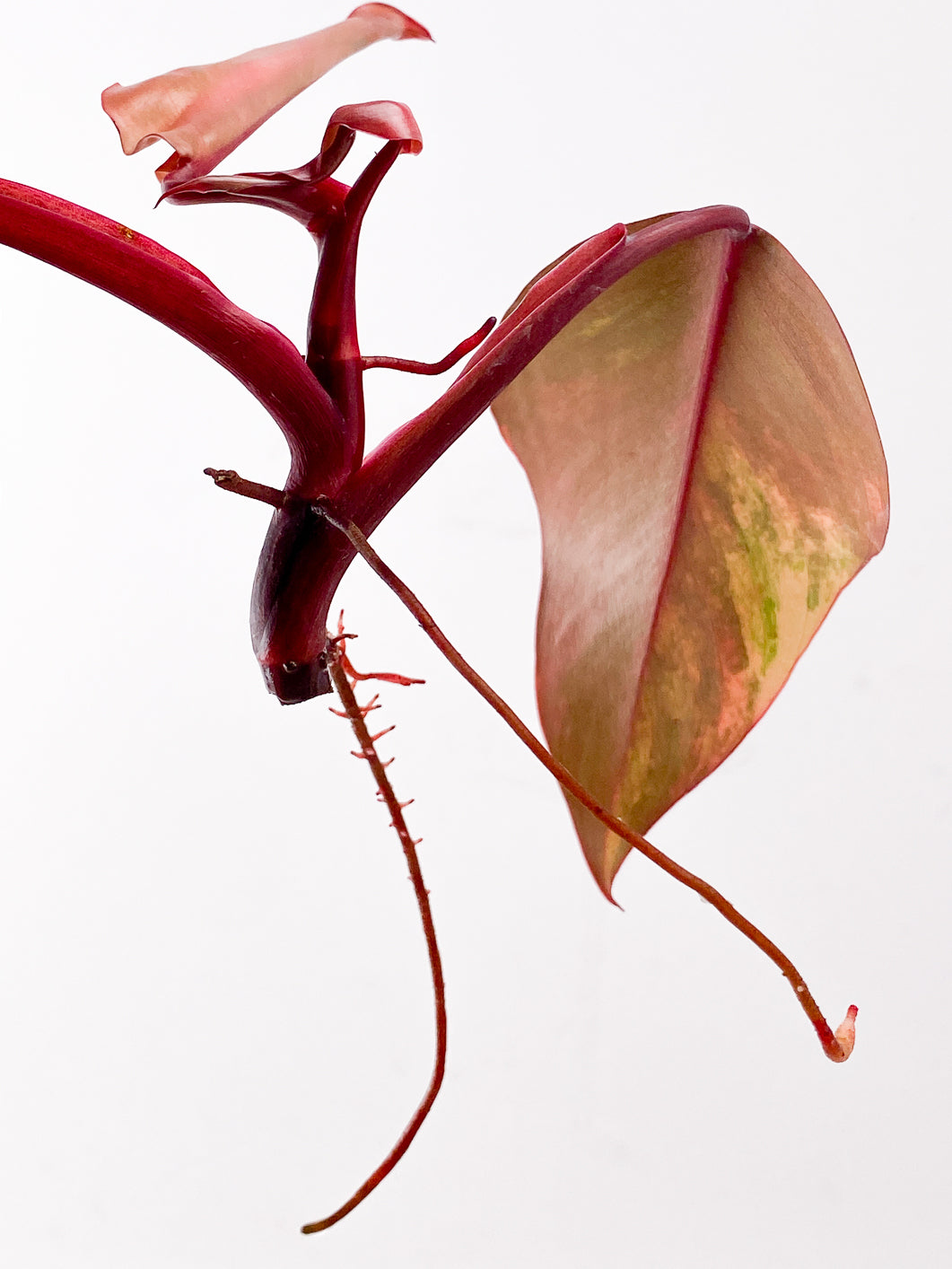 Philodendron Strawberry Shake  3 leaves 1 new leaf