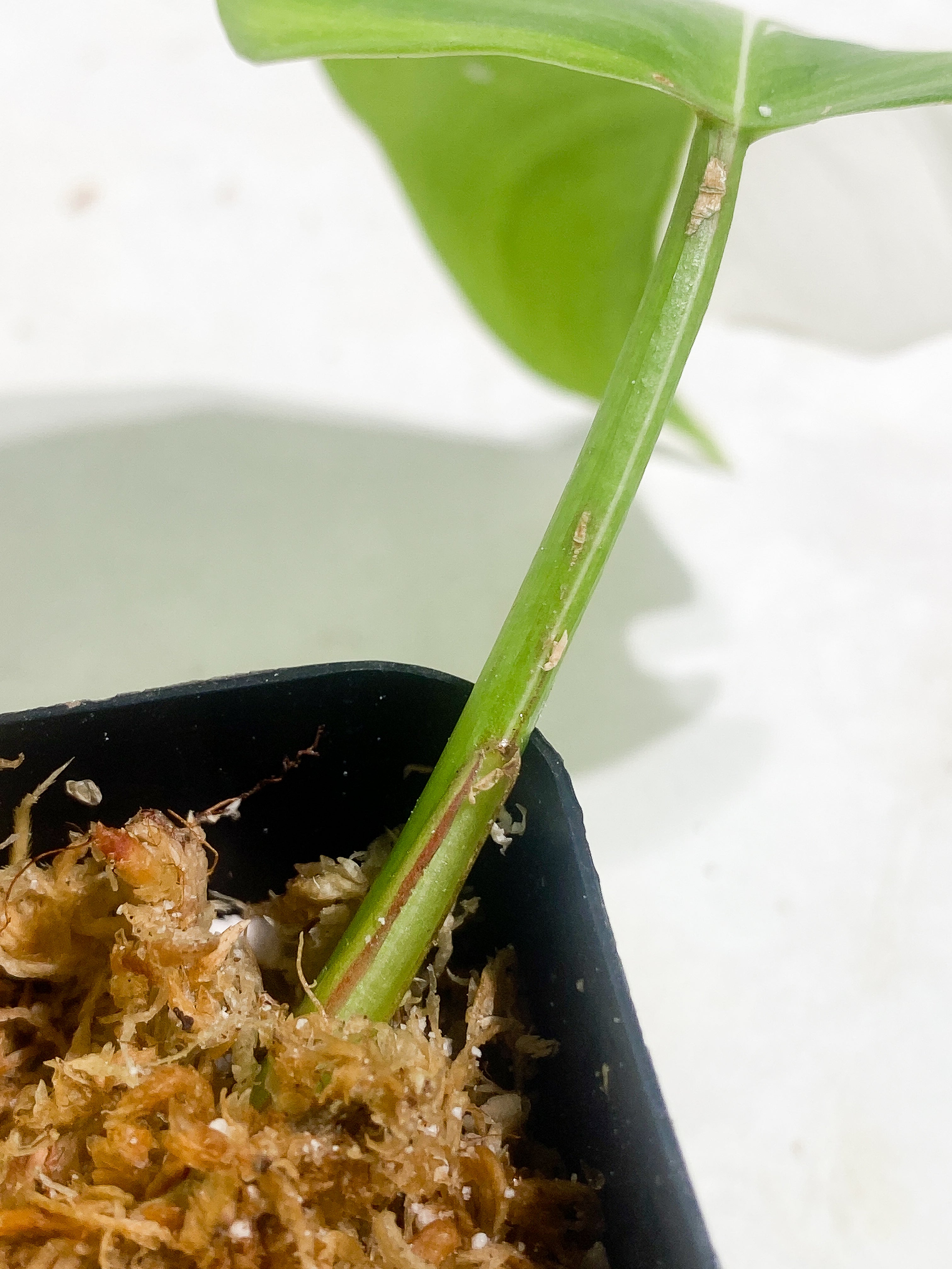 Philodendron White Princess Rooting 2 leaves  1 sprout Top Cutting