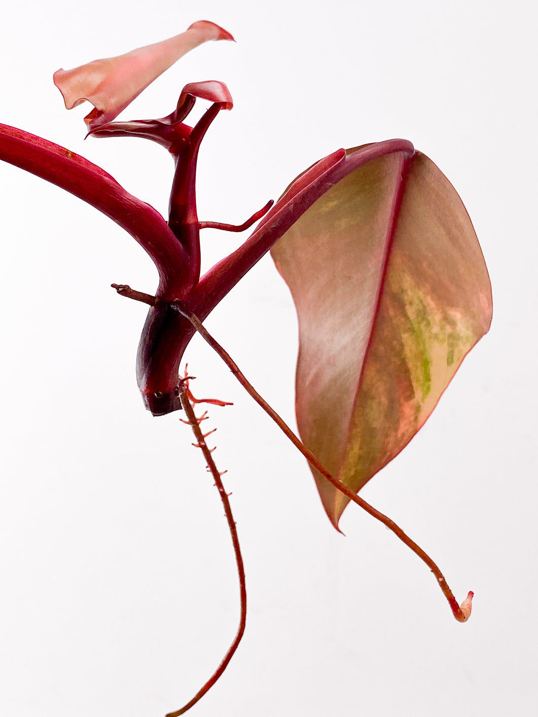 Philodendron Strawberry Shake  3 leaves 1 new leaf