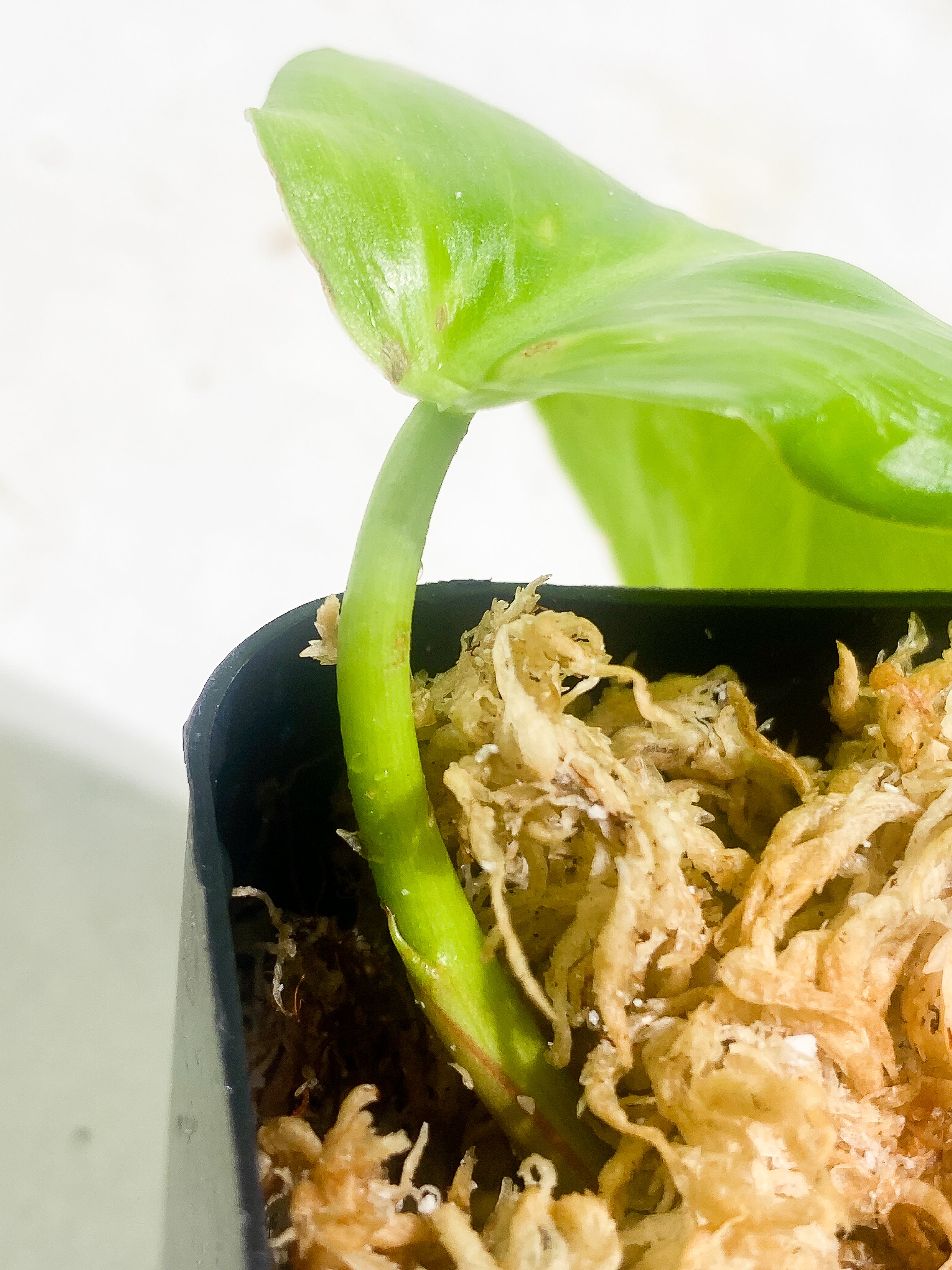 Philodendron White Princess Rooting 2 leaves  1 sprout Top Cutting