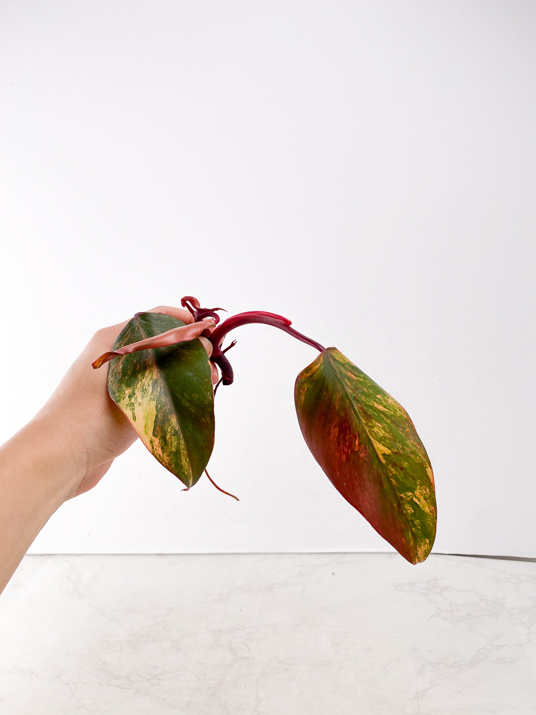 Philodendron Strawberry Shake  3 leaves 1 new leaf