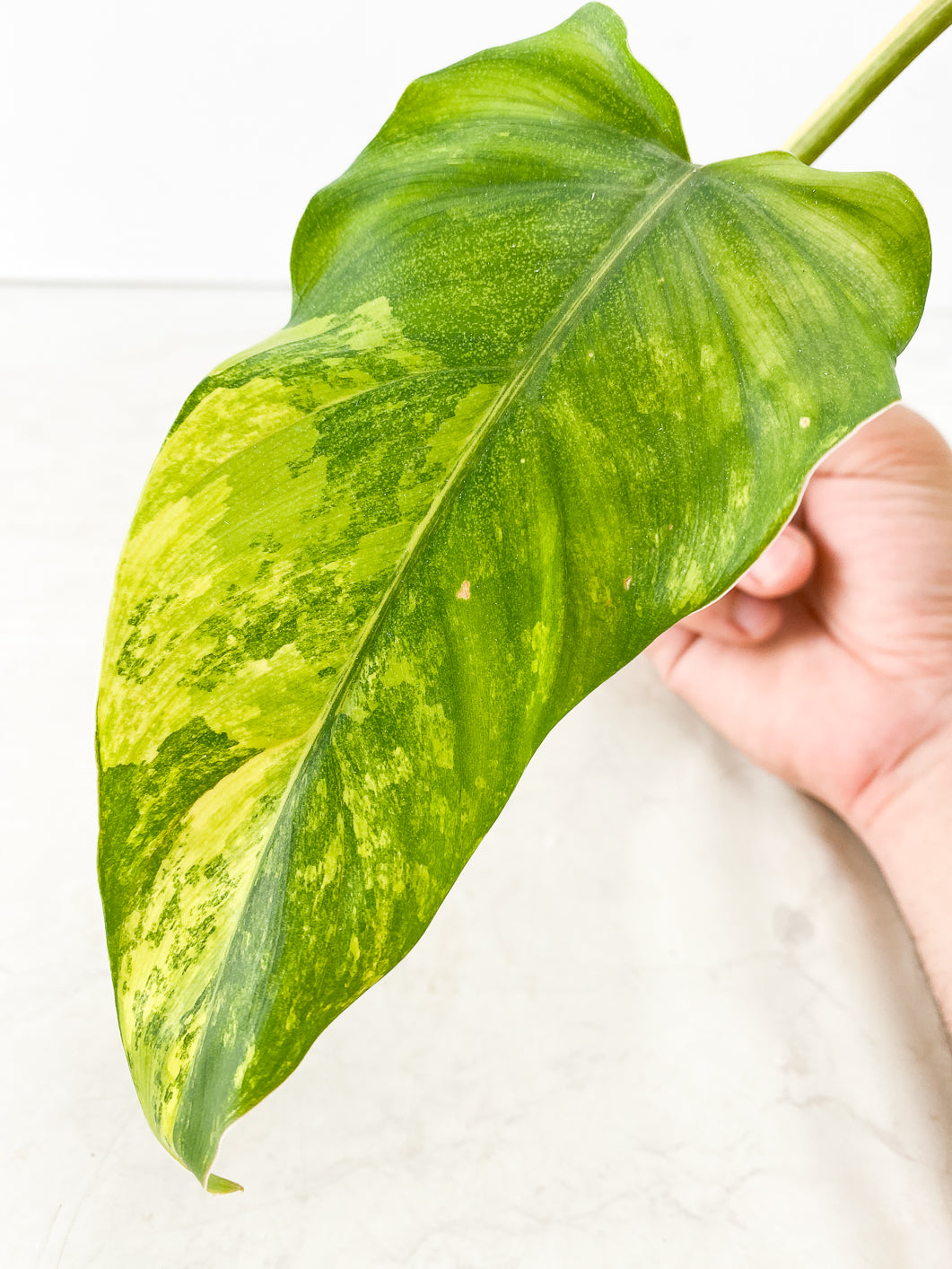 Philodendron Domesticum Variegated 2 leaves multiple nodes top cutting