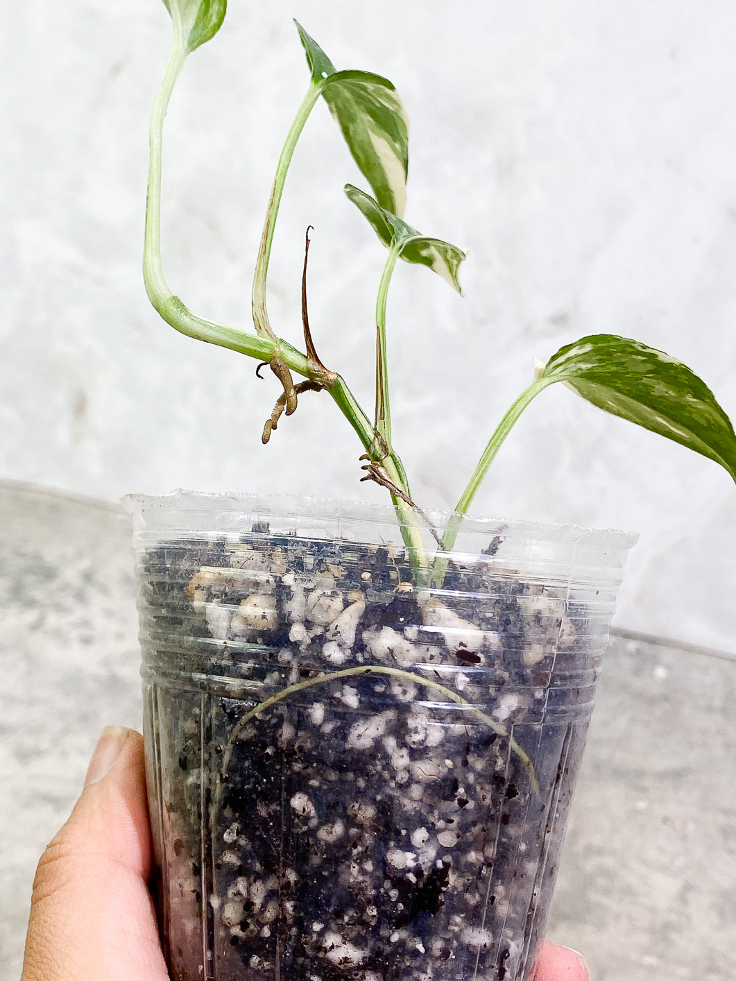 Epipremnum Pinnatum Variegated 4 leaves 1 sprout fully rooted