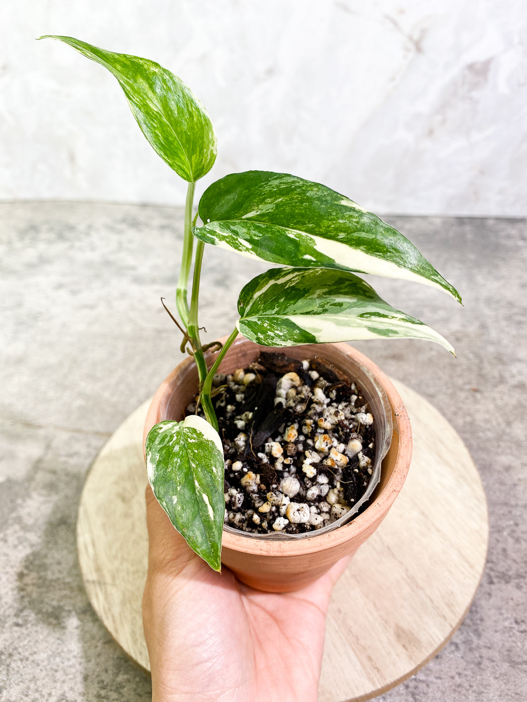 Epipremnum Pinnatum Variegated 4 leaves 1 sprout fully rooted