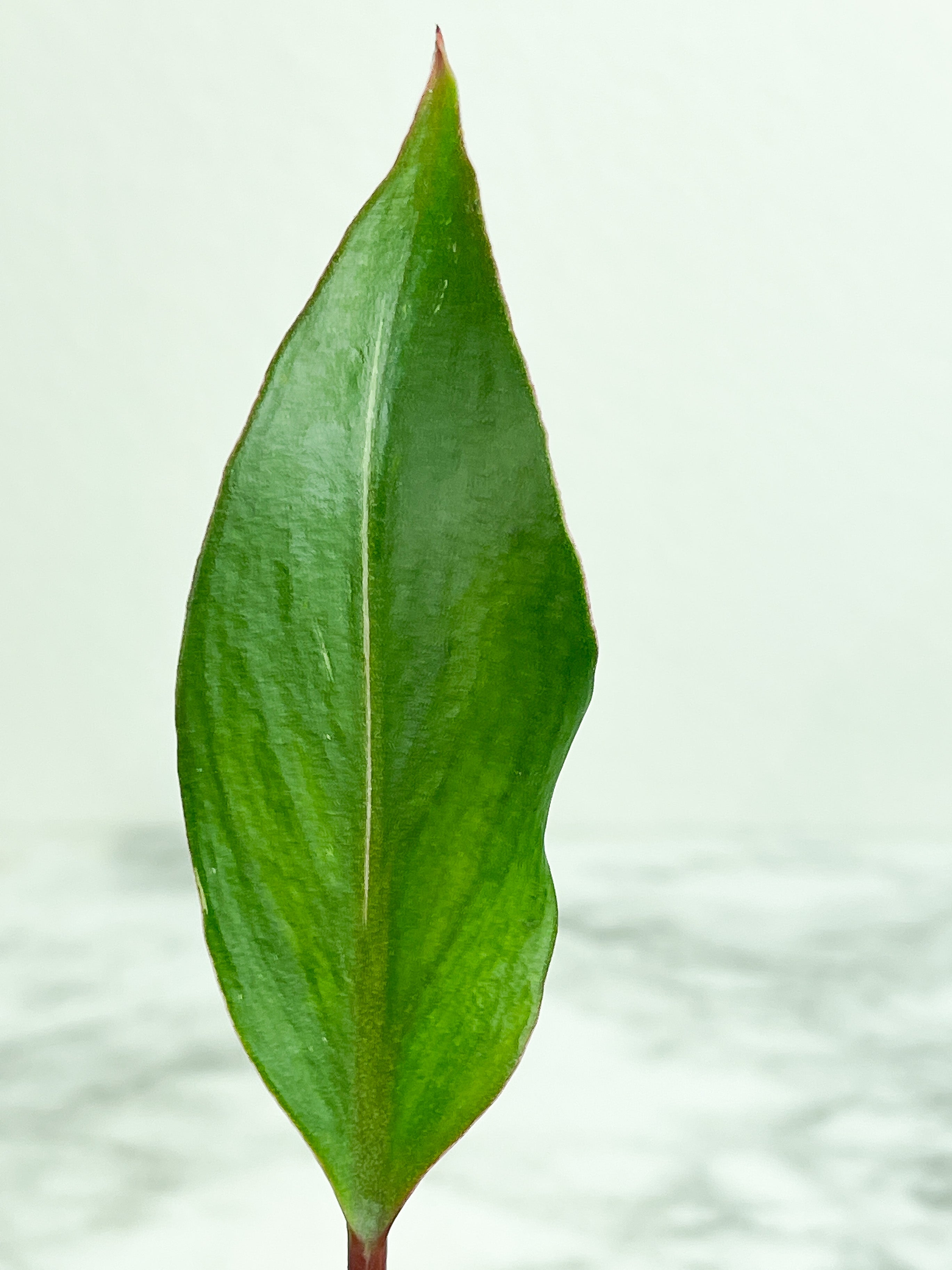 Philodendron White Knight unrooted cutting 1 leaf with 1 growing eye.  (First photo is the mother plant, which is not included in this sale)