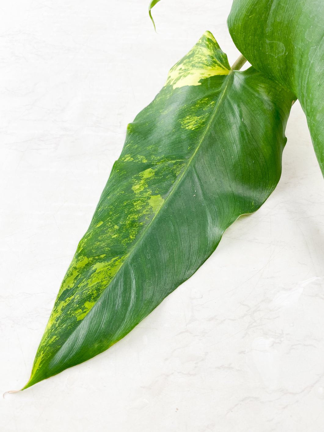 Philodendron Domesticum Variegated  2 leaves 1 sprout top cutting