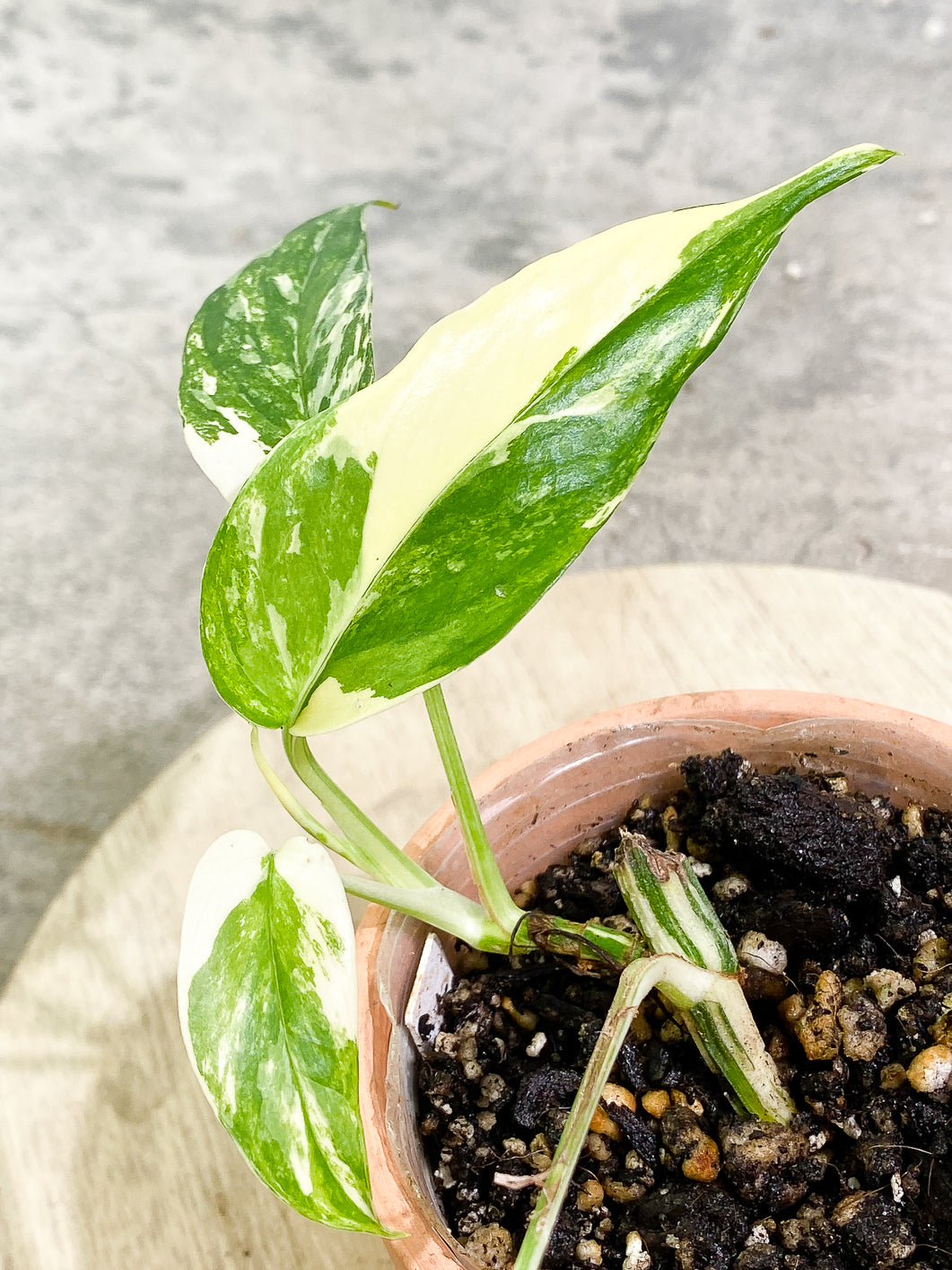 Epipremnum Pinnatum Variegated 4 leaves 1 sprout fully rooted