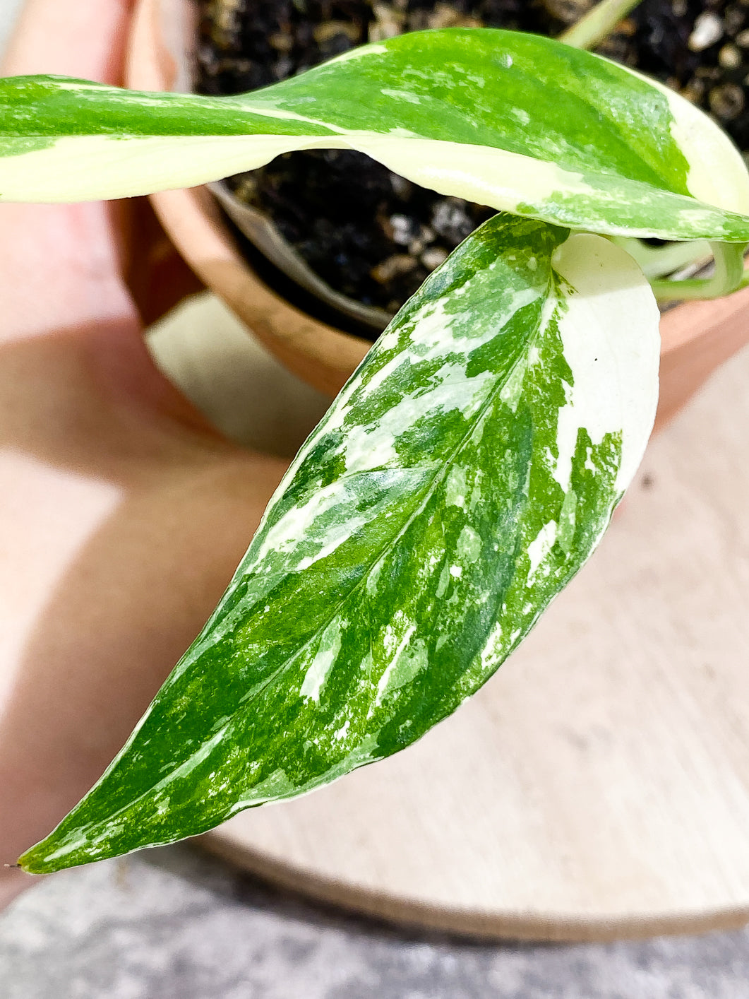Epipremnum Pinnatum Variegated 4 leaves 1 sprout fully rooted