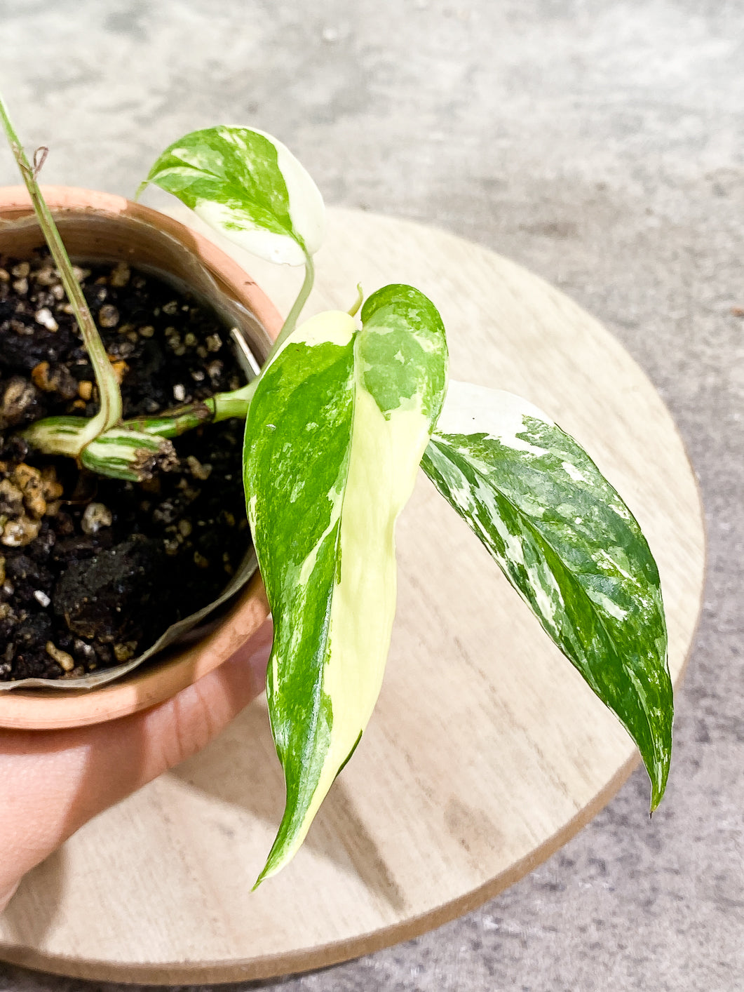 Epipremnum Pinnatum Variegated 4 leaves 1 sprout fully rooted