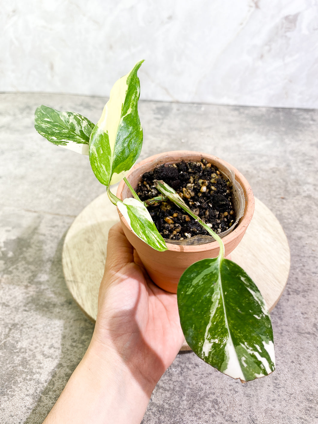 Epipremnum pinnatum (variegated) 4