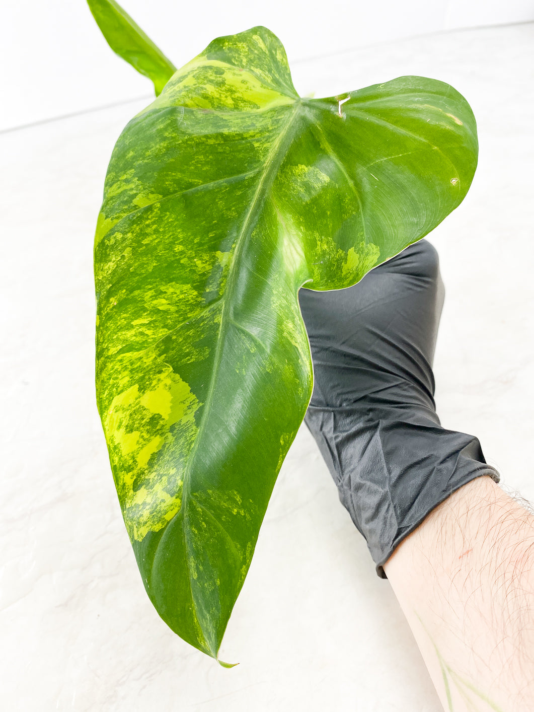 Philodendron Domesticum Variegated 2 leaves 1 sprout top cutting