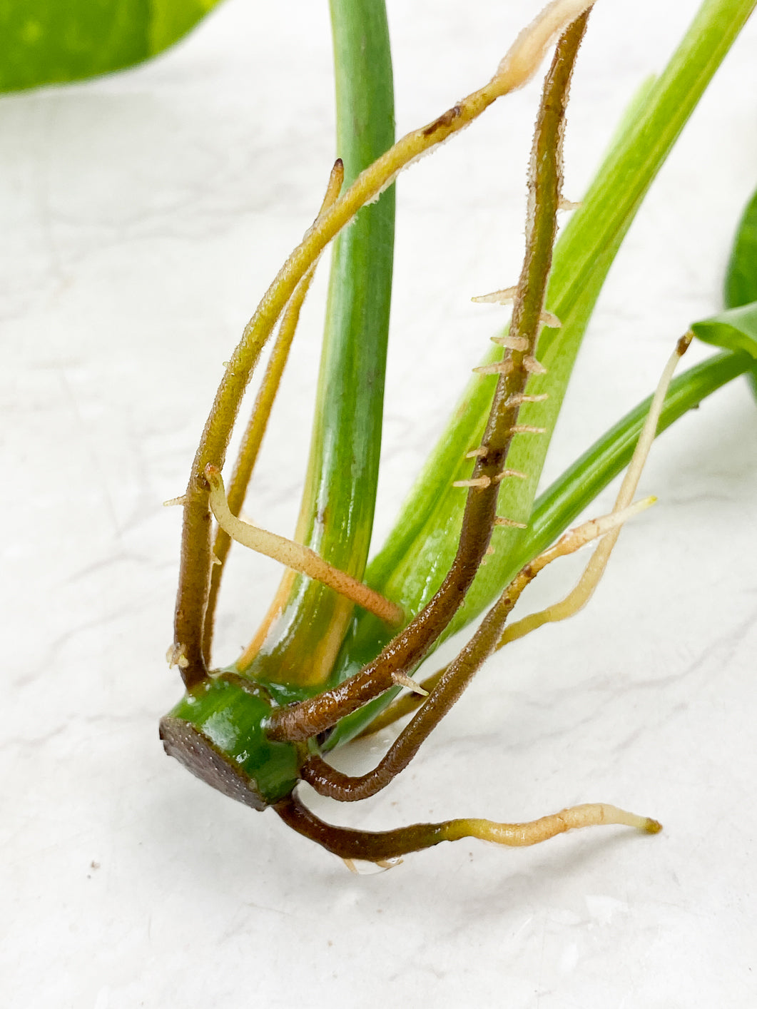 Philodendron Domesticum Variegated 2 leaves 1 sprout top cutting