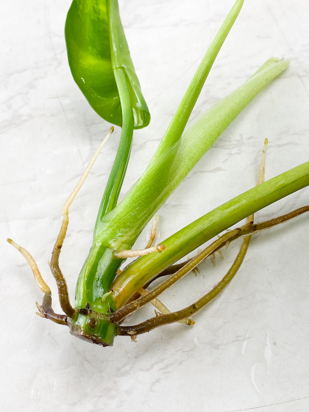 Philodendron Domesticum Variegated 2 leaves 1 sprout top cutting