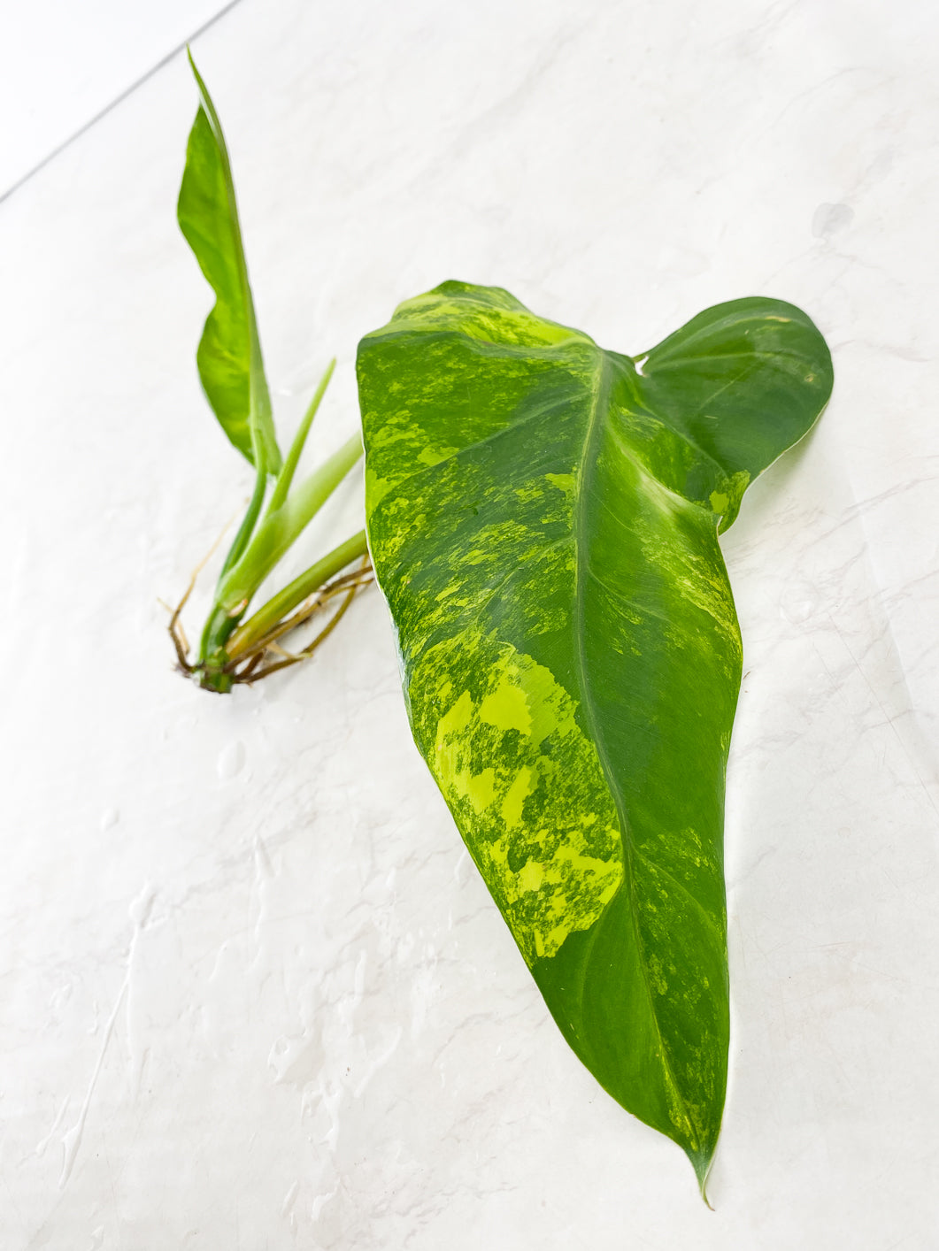 Philodendron Domesticum Variegated 2 leaves 1 sprout top cutting