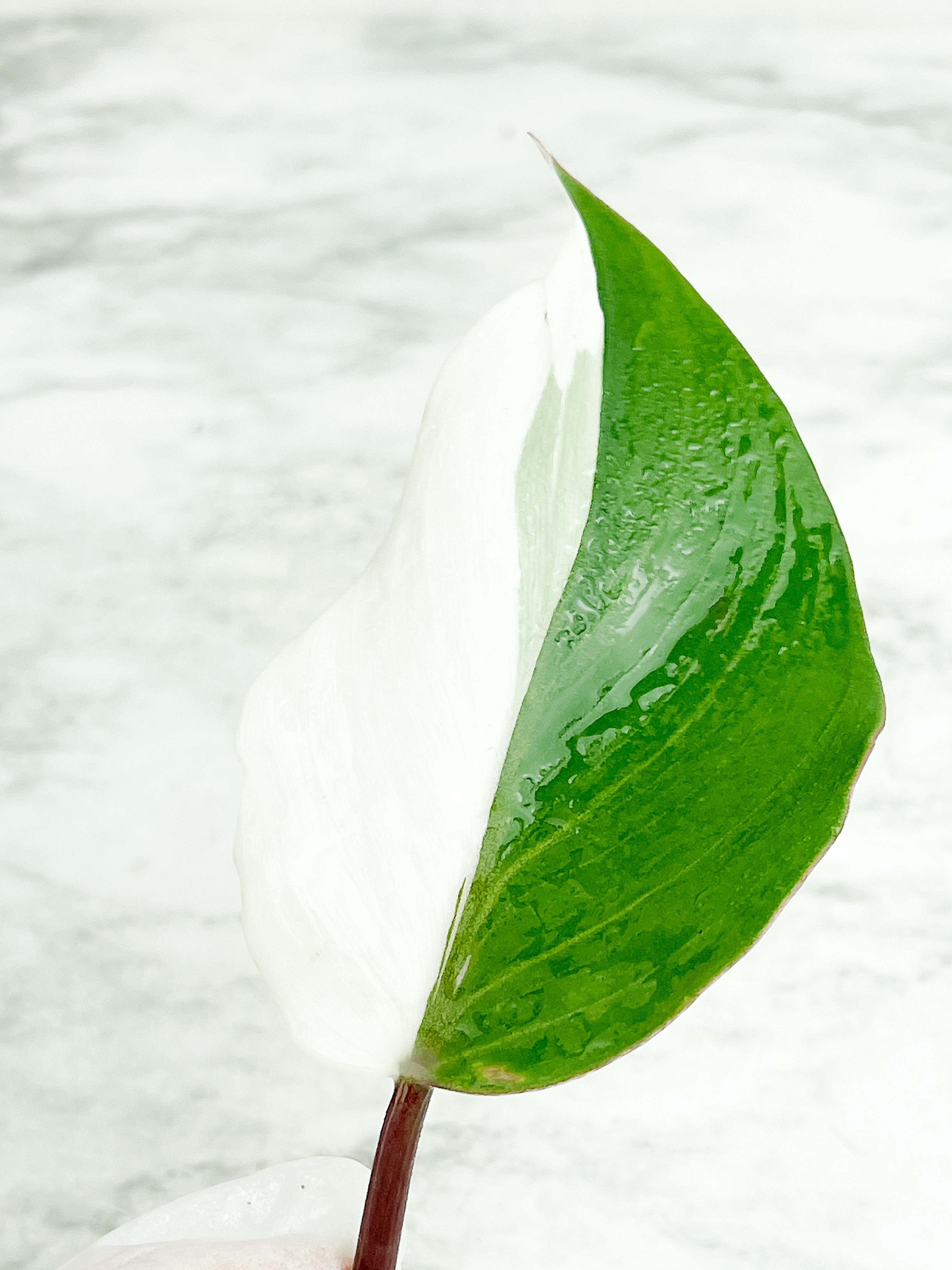 Half moon Philodendron White Knight unrooted cutting 1 leaf with 1 growing eye.
