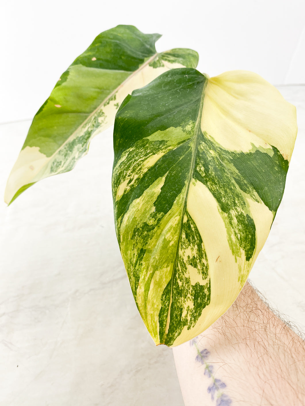 Philodendron Domesticum Variegated 2 leaves with multiple nodes