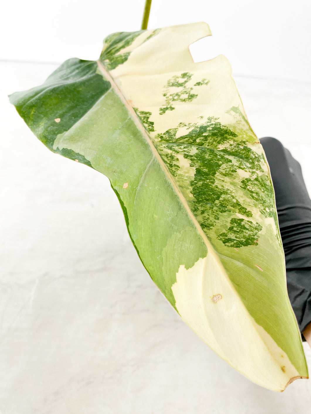 Philodendron Domesticum Variegated 2 leaves with multiple nodes