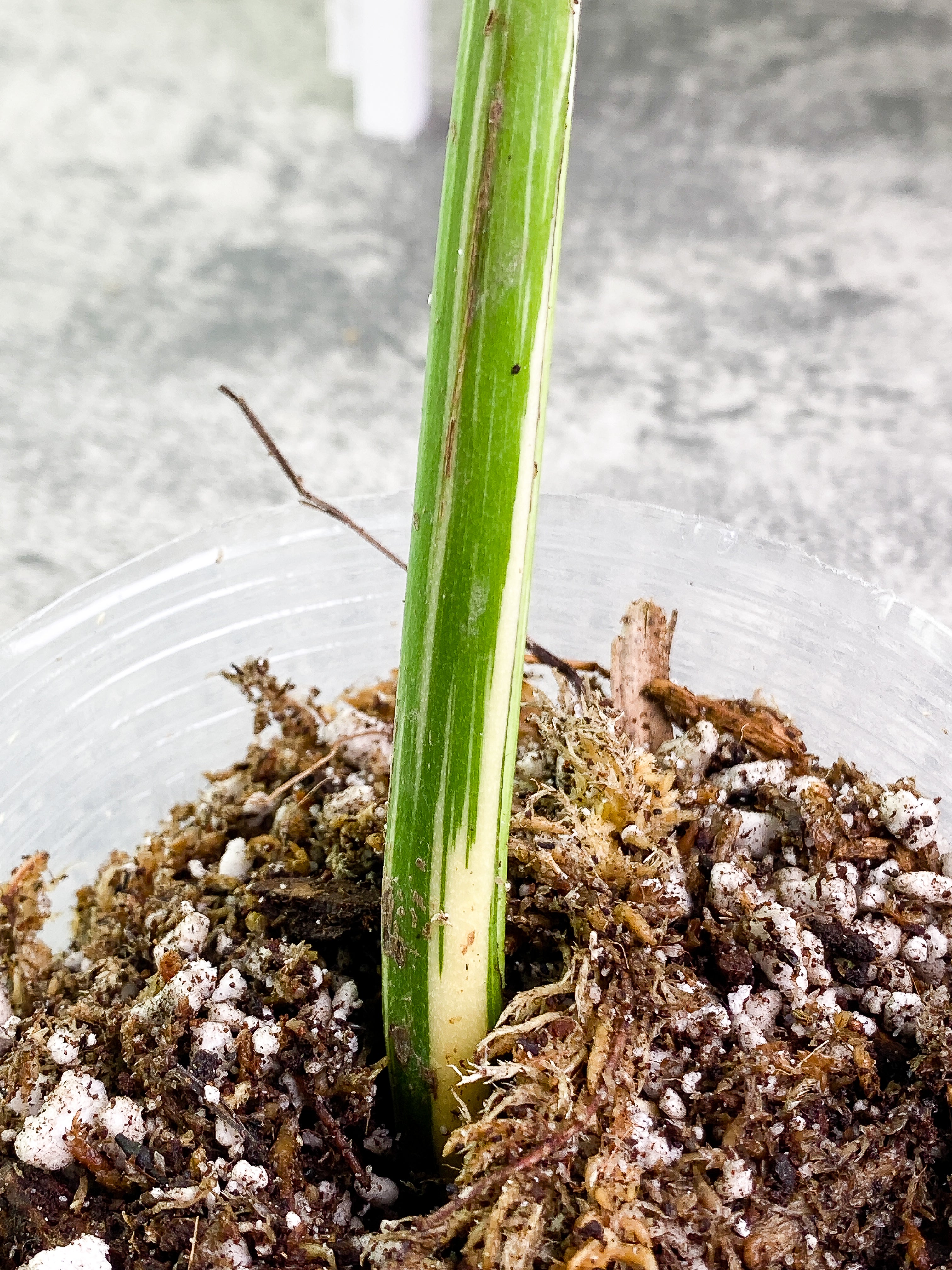 Monstera Thai Constellation  1 leaf 1 sprout Top Cutting