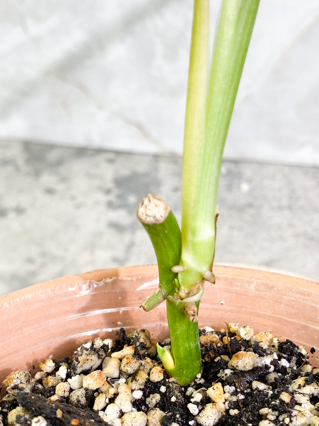 Monstera Adansonii Mint 2 leaves slightly rooted