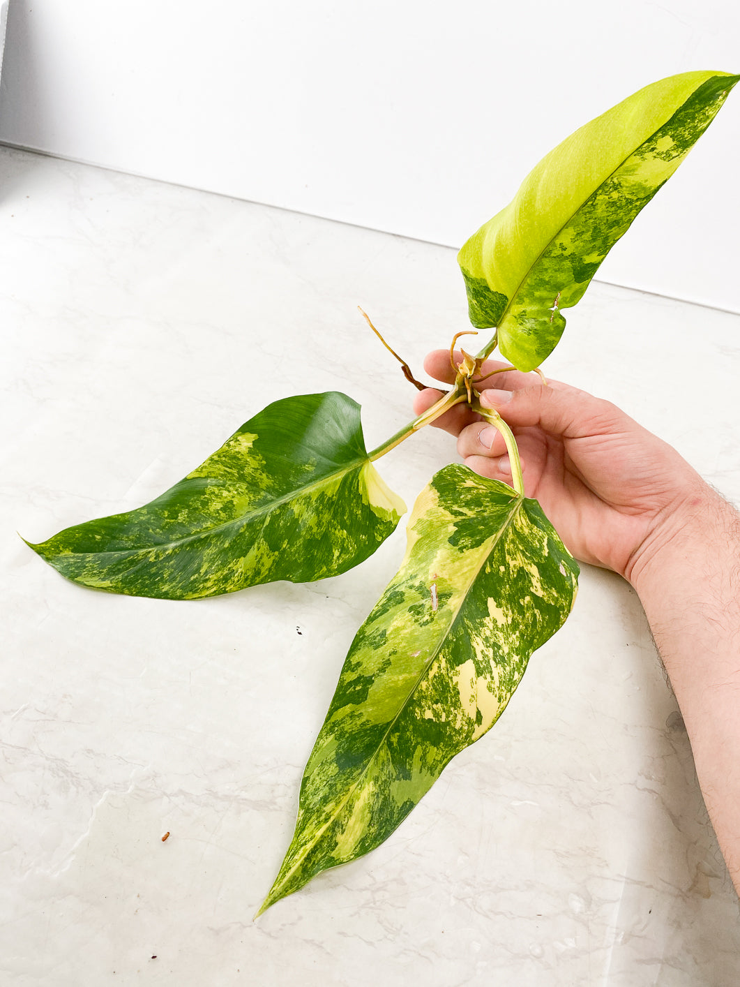 Philodendron Domesticum Variegated 3 leaves 1 sprout top cutting