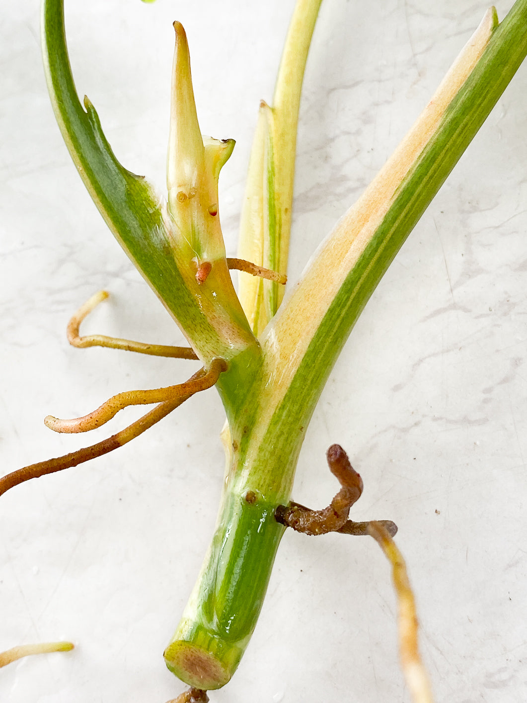 Philodendron Domesticum Variegated 3 leaves 1 sprout top cutting