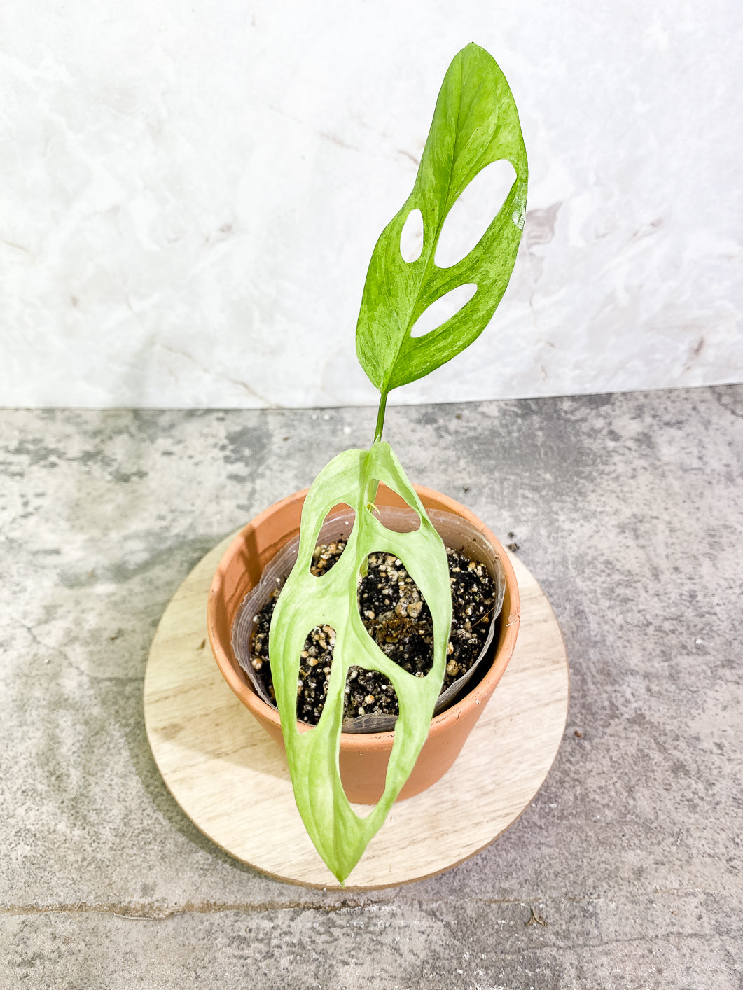 Monstera Adansonii Mint 2 leaves slightly rooted