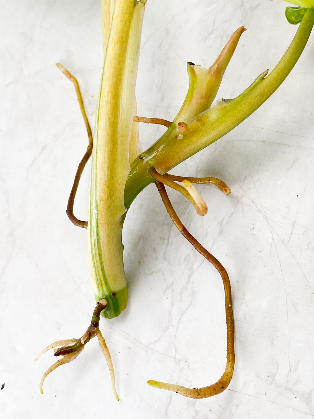 Philodendron Domesticum Variegated 3 leaves 1 sprout top cutting