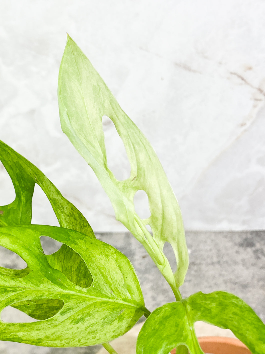 Monstera Adansonii Mint 5 leaves fully rooted