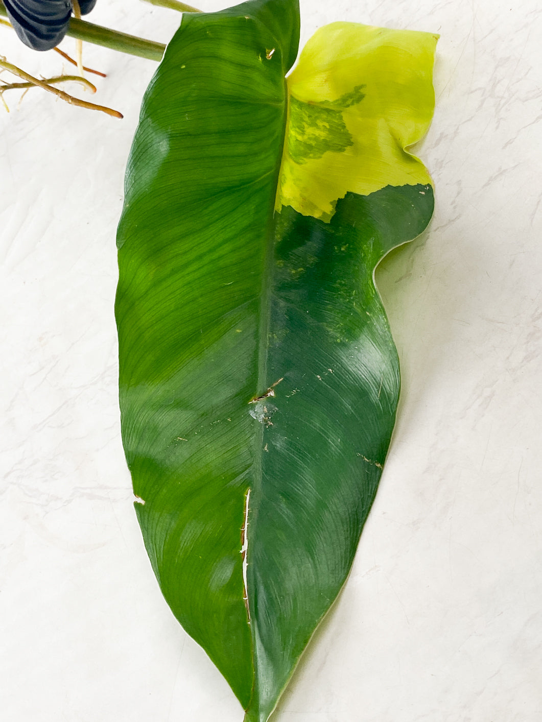 Philodendron Domesticum Variegated 1 leaf 1 sprout top cutting