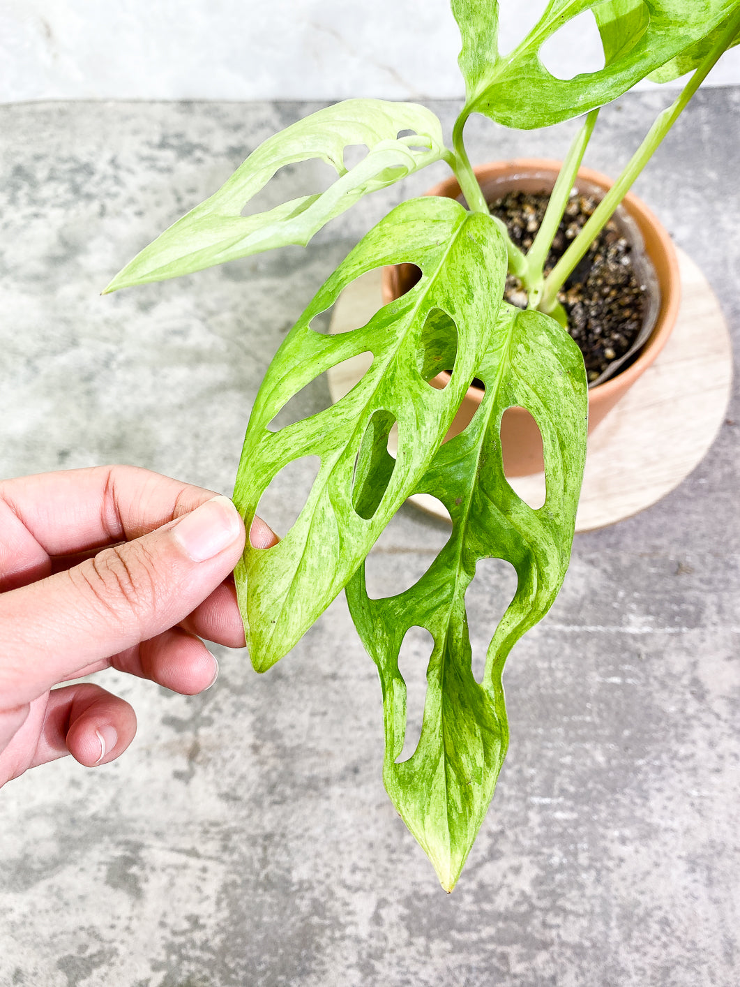 Monstera Adansonii Mint 5 leaves fully rooted