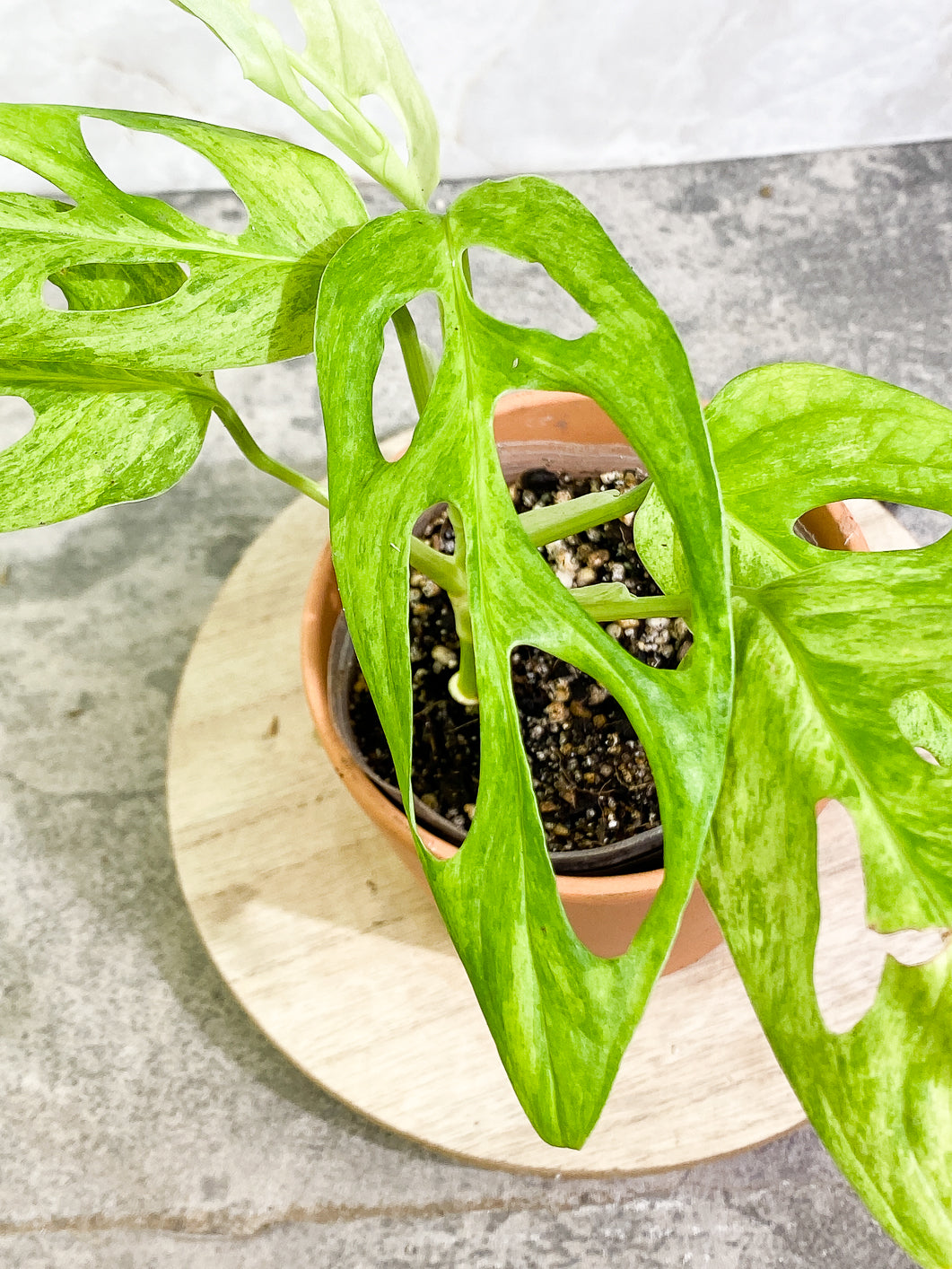 Monstera Adansonii Mint 5 leaves fully rooted