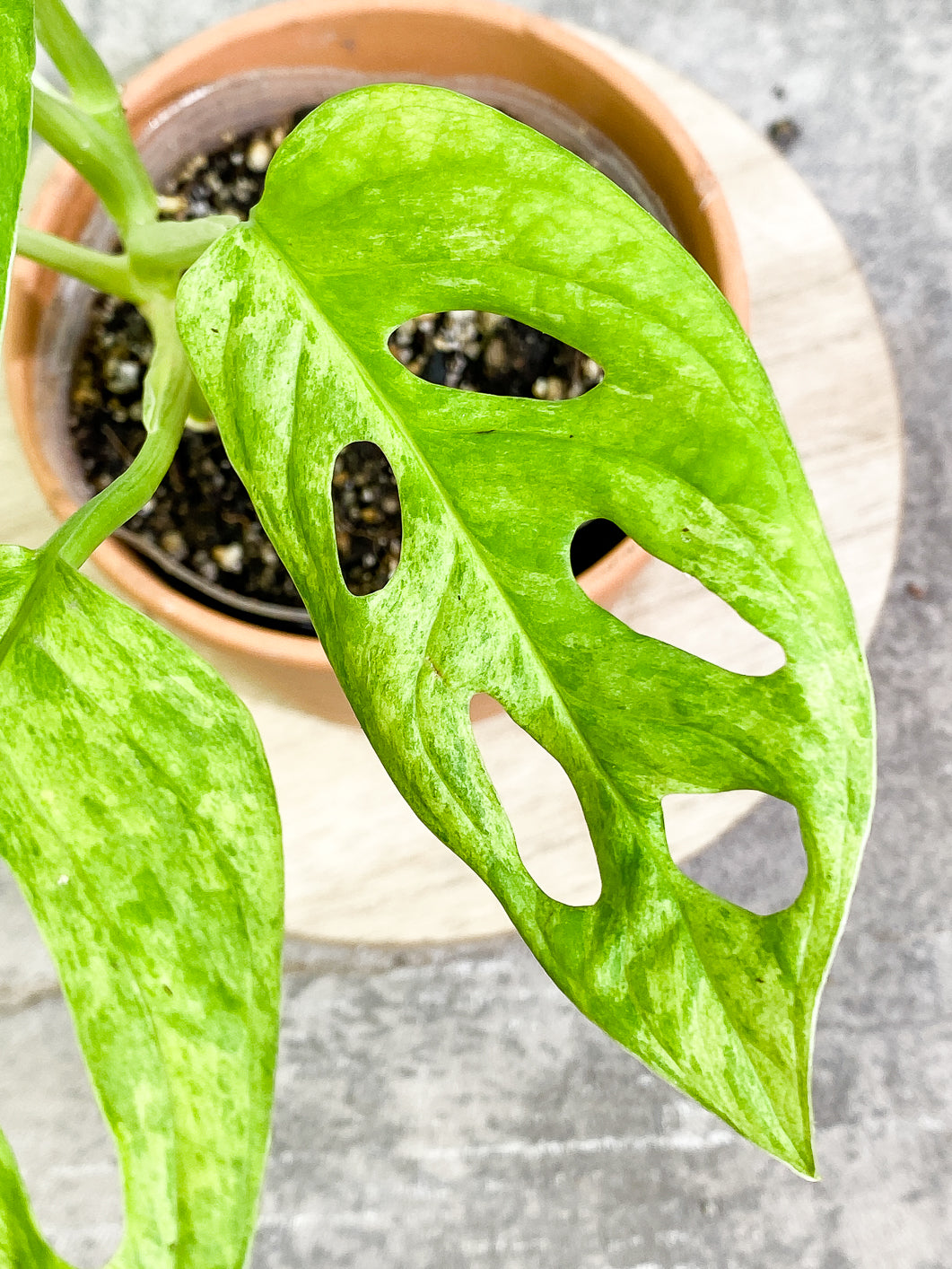 Monstera Adansonii Mint 5 leaves fully rooted