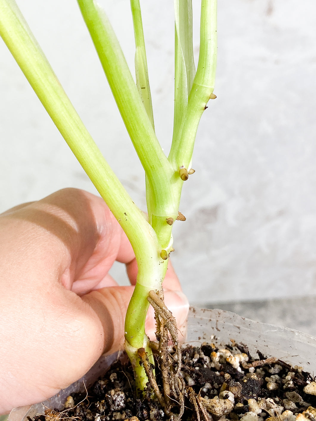 Monstera Adansonii Mint 5 leaves fully rooted