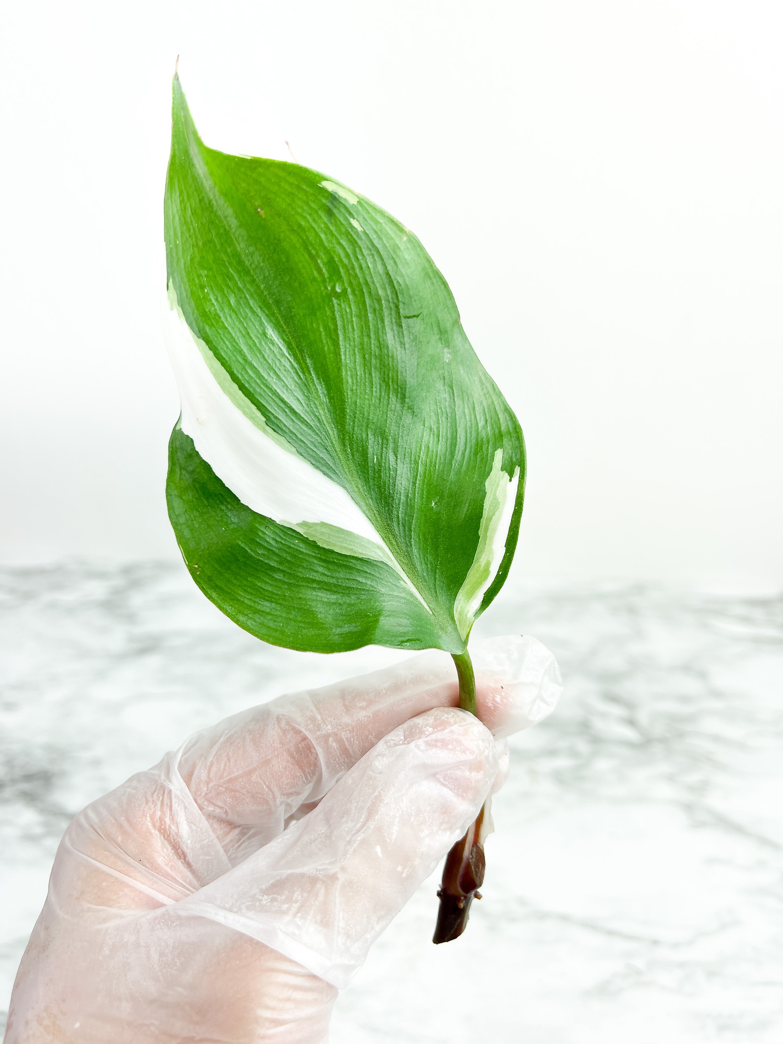 Highly variegated Philodendron White Knight unrooted cutting 1 leaf with 1 growing eye.