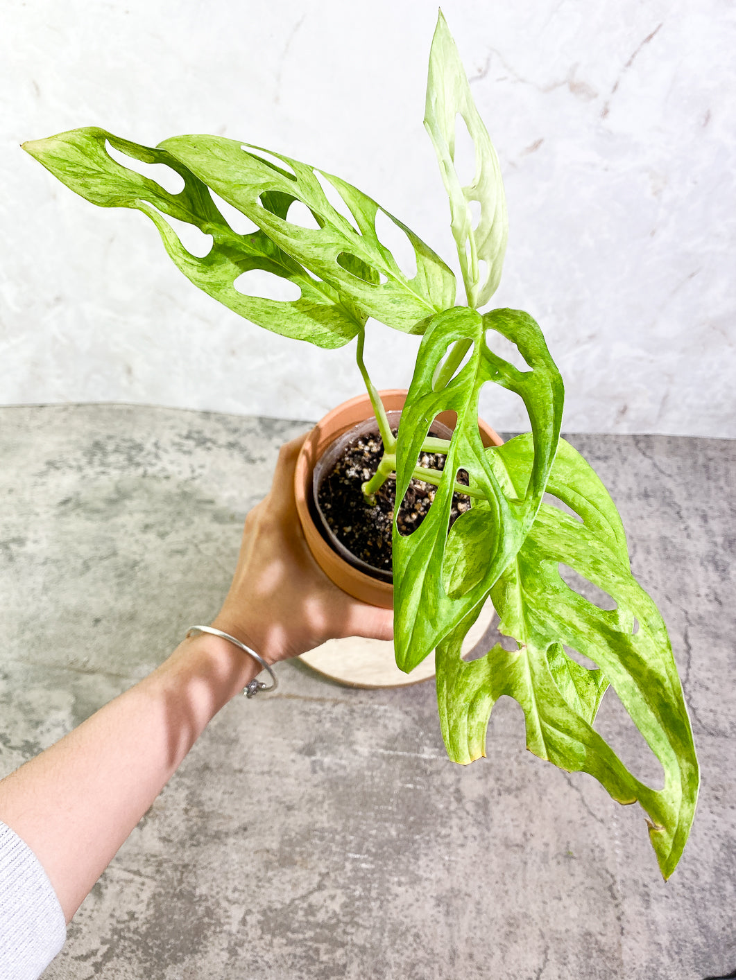 Monstera Adansonii Mint 5 leaves fully rooted