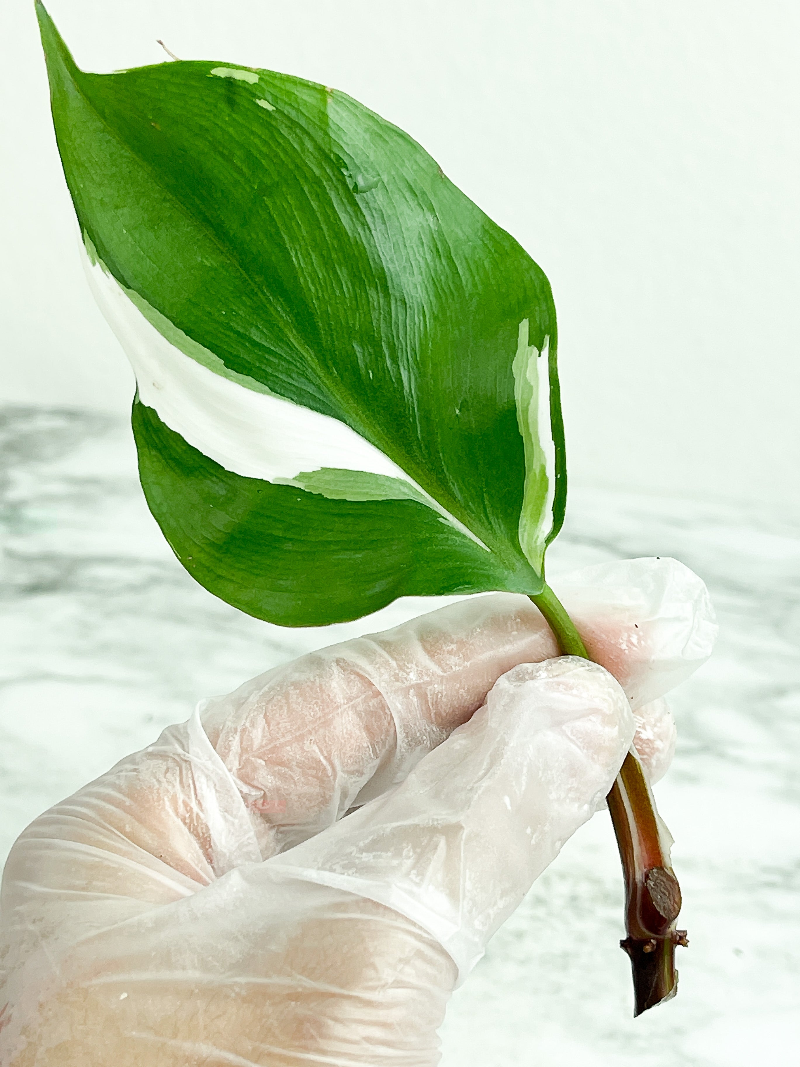 Highly variegated Philodendron White Knight unrooted cutting 1 leaf with 1 growing eye.