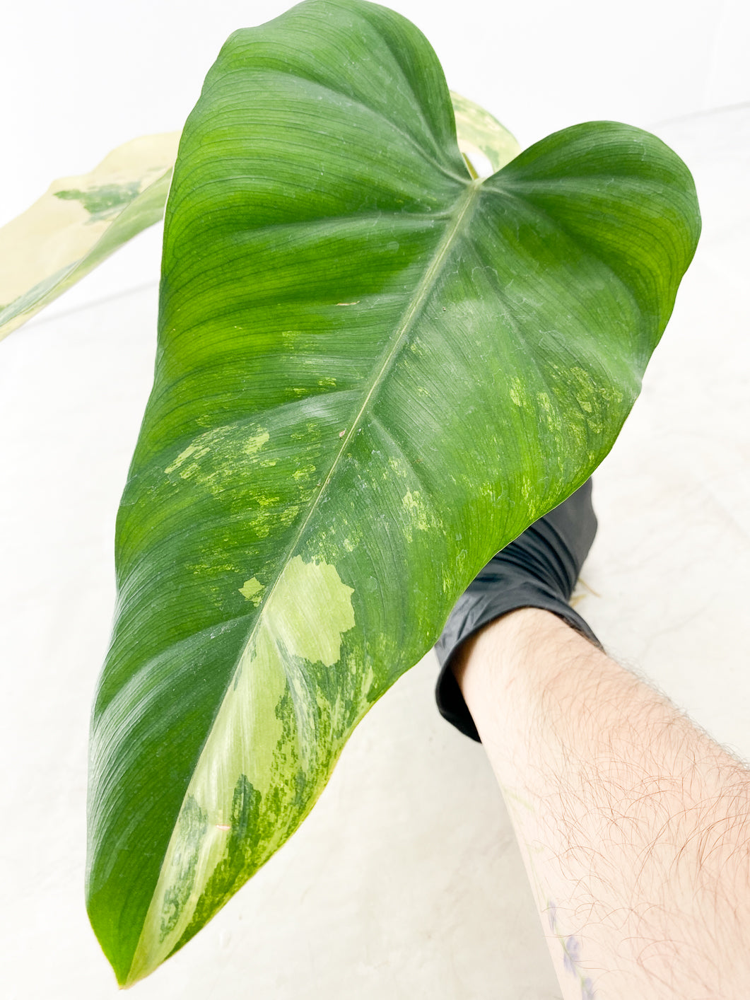 Philodendron Domesticum Variegated 2 leaves