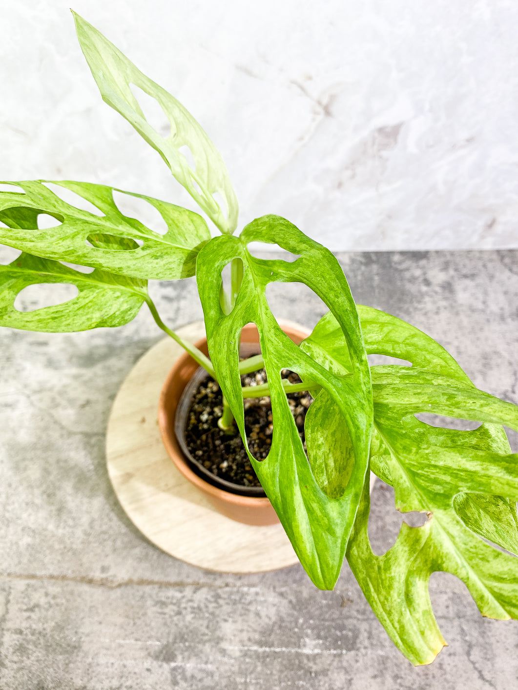 Monstera Adansonii Mint 5 leaves fully rooted