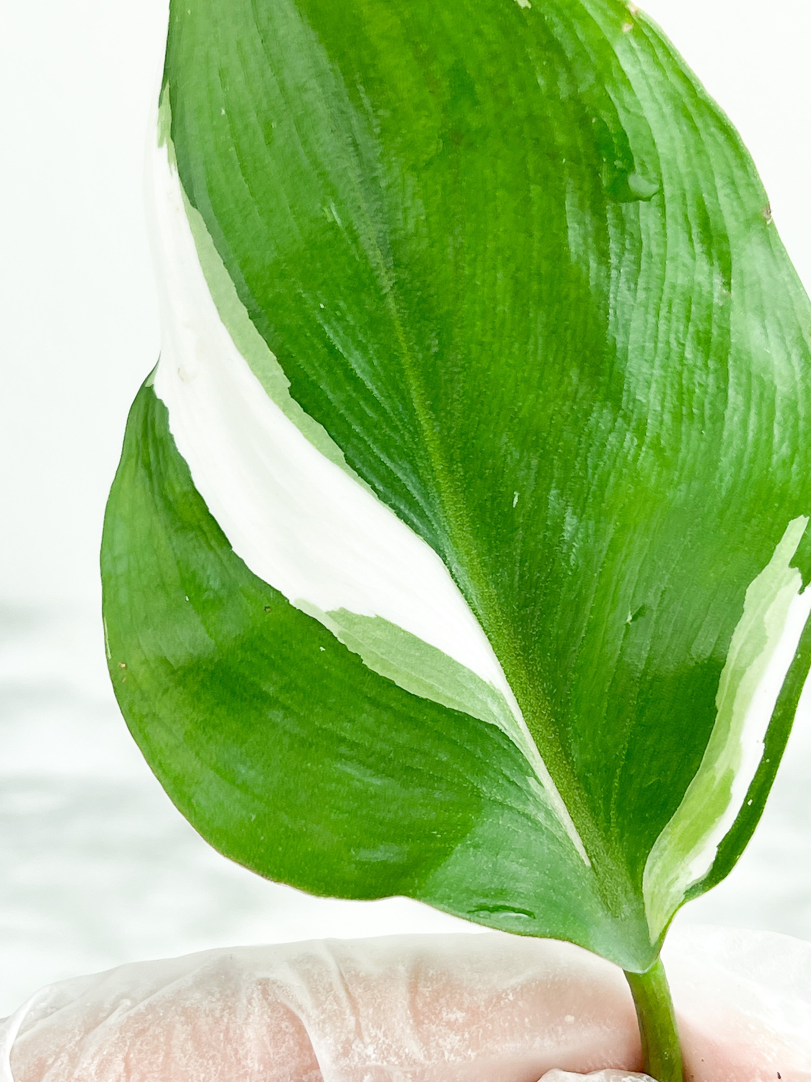 Highly variegated Philodendron White Knight unrooted cutting 1 leaf with 1 growing eye.